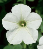 Сурфиния Ванилия